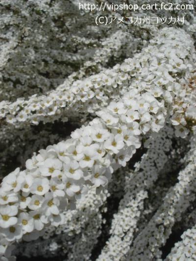 雪柳