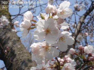 桜