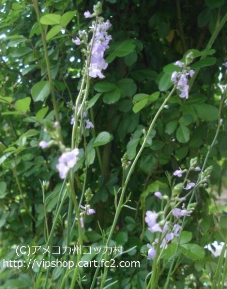 マツバウンラン