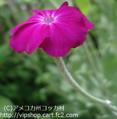 庭花