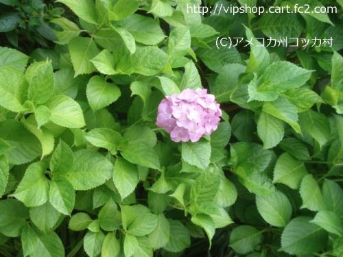 紫陽花