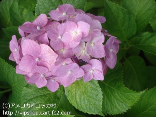 紫陽花