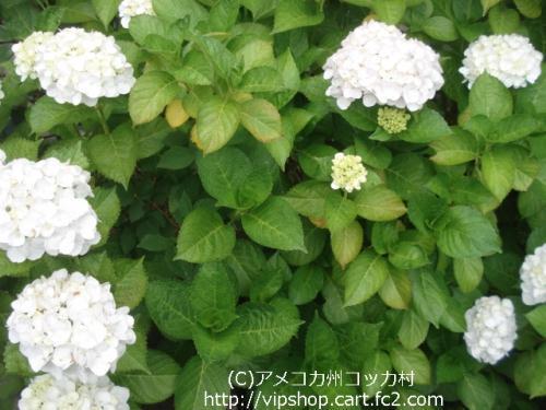 紫陽花