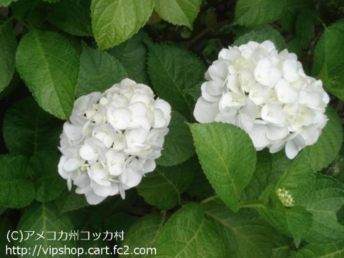 紫陽花