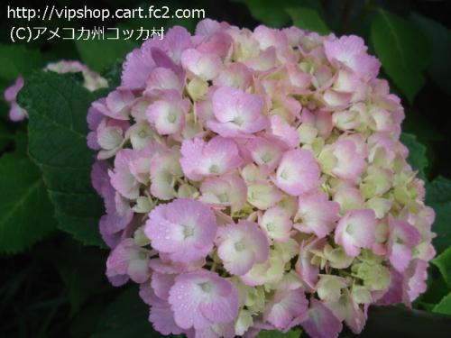 紫陽花