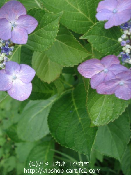 紫陽花