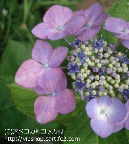 紫陽花