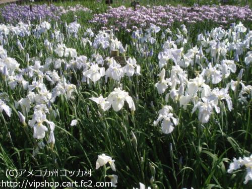 花菖蒲