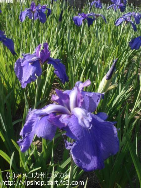 花菖蒲