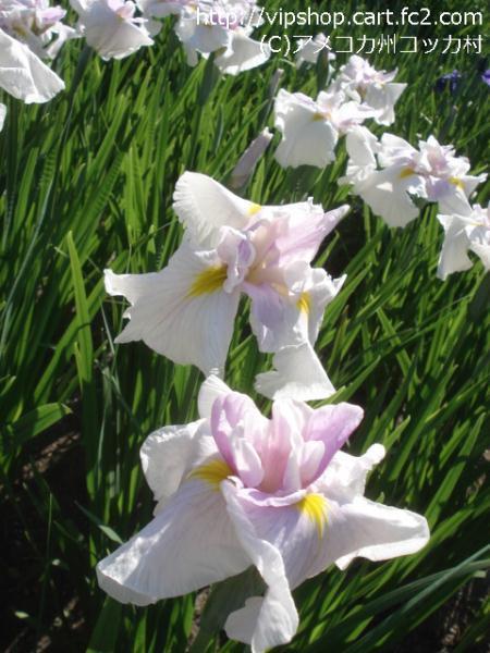 花菖蒲