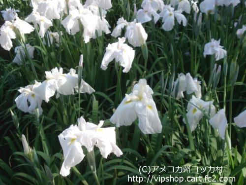 花菖蒲