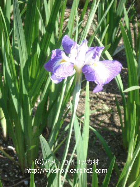 花菖蒲