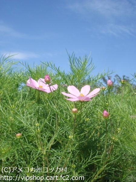 秋桜