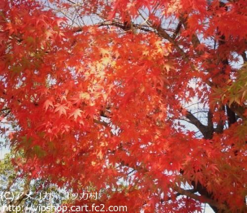 紅葉