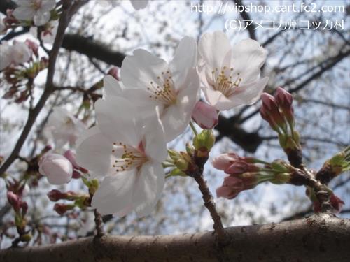 桜