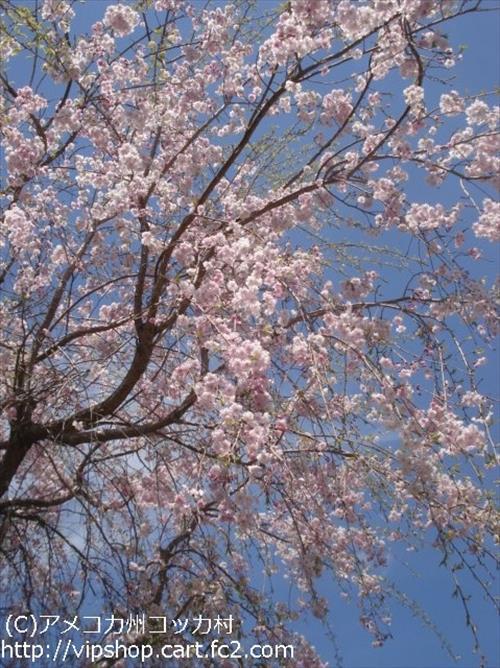 八重桜