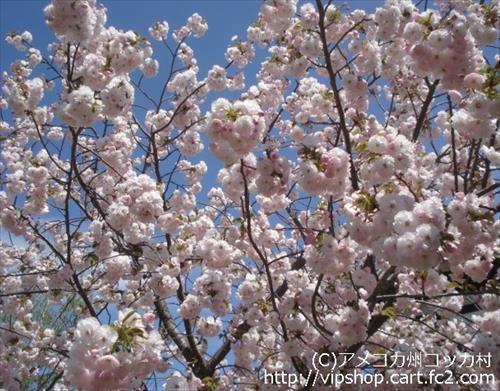 八重桜