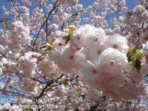 八重桜