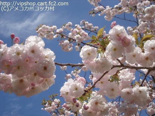 八重桜
