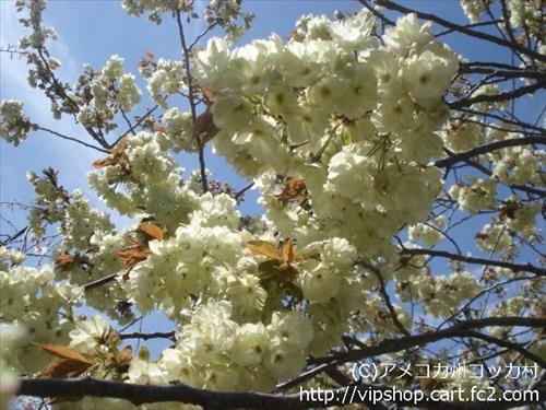 八重桜