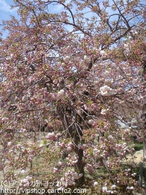 八重桜