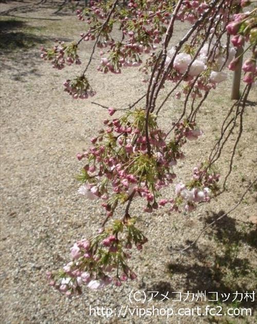 八重桜