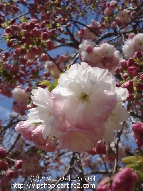 八重桜