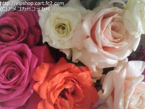 薔薇