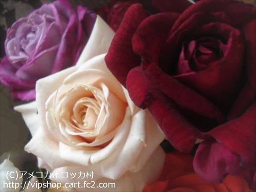 薔薇