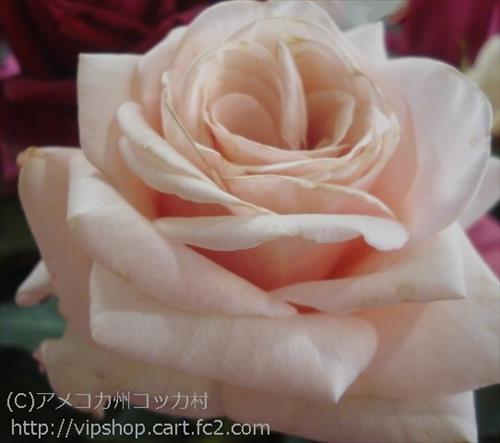 薔薇