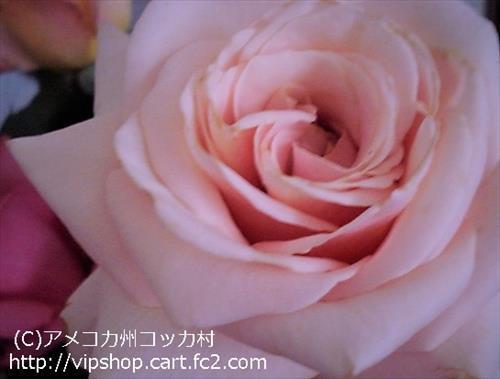 薔薇