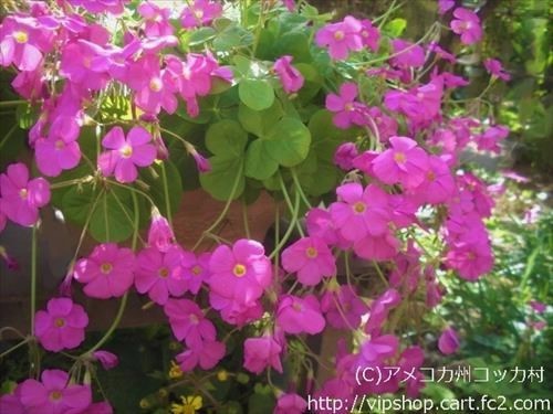 庭花