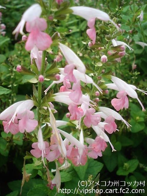 秋の花