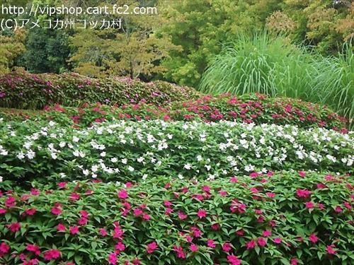 秋の花