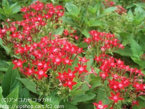 秋の花