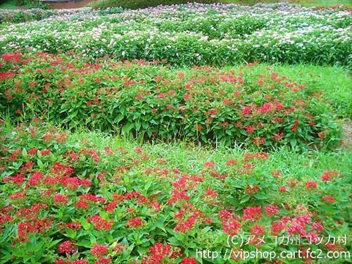 秋の花