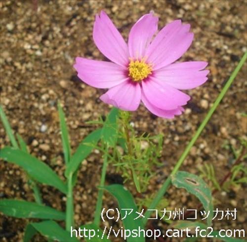 秋の花