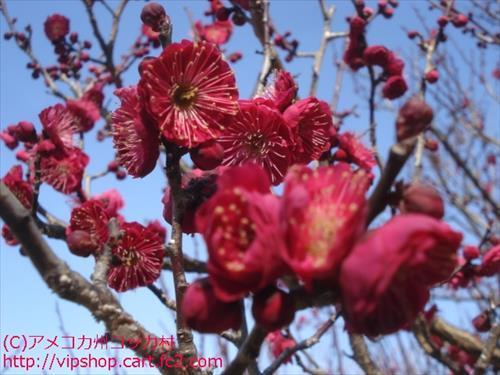 花見