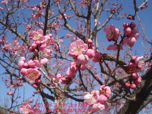 花見