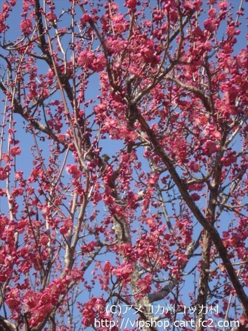 花見