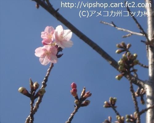 花見