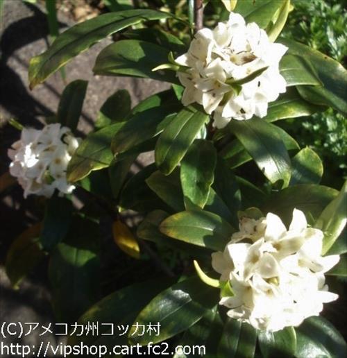 庭花