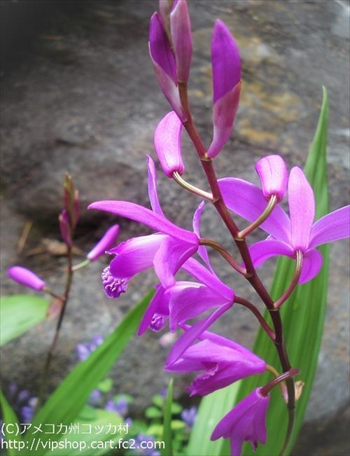 庭花
