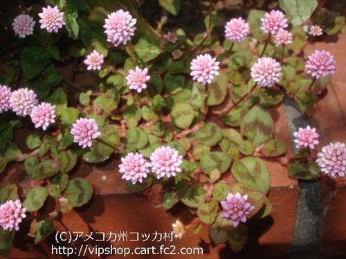 庭花