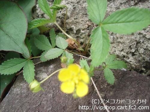 庭花