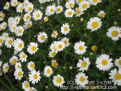 庭花