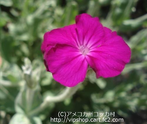 庭花