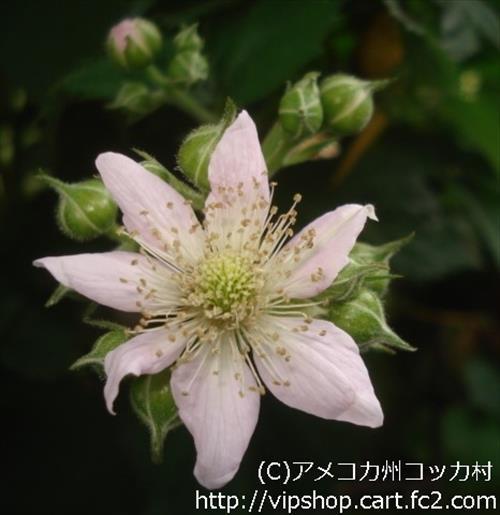 庭花