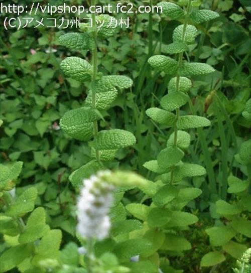 家庭菜園