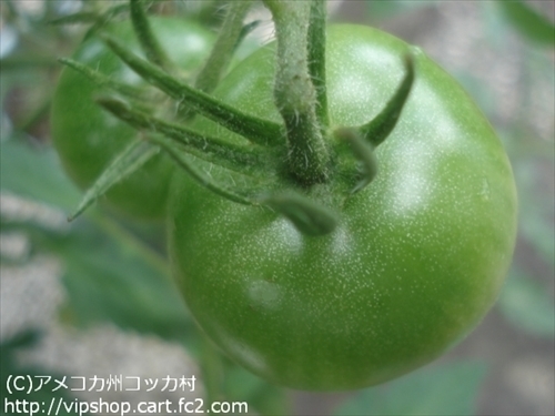 家庭菜園